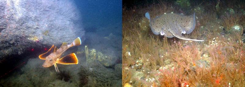 Images taken in May 2018 as part of the Long Island Sound Habitat Mapping Initiative