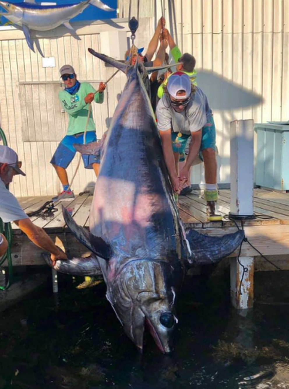 A large swordfish is pulled onto the dock at Bud ‘N’ Mary’s Marina in Islamorada on March 31, 2019. Courtesy of Nick Stanczyk