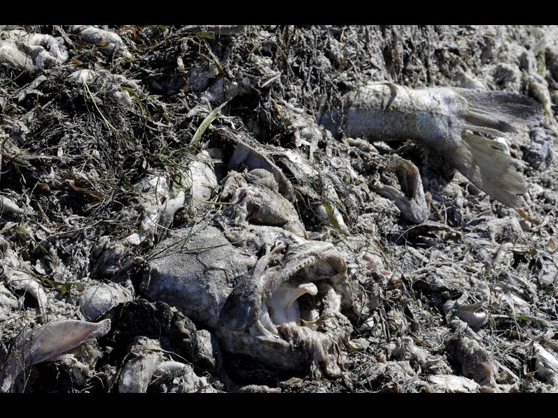 Florida red tide