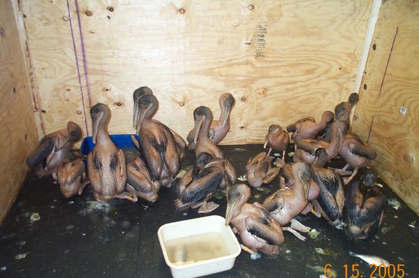 Some of the more than 350 brown pelicans and other birds rescued after a June 2005 Hess Corp. spill of 12 barrels of oil washed ashore on a rookery area on West Breton Island. On Wednesday (May 15), federal and state officials recommending using $8.6 million from a legal settlement to rebuild pelican habitat on North Breton Island. (Photo courtesy of the Lake Pontchartrain Basin Foundation)