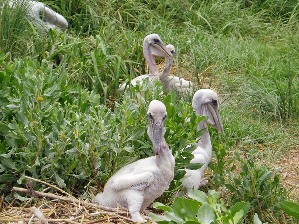 Brown pelican chicks on Breton Island in 2004, a year before a 12-barrel spill of oil from a Hess Corp. platform killed more than 400 birds and injured another 300. On Wednesday (May 15), federal and state officials recommended using $8.6 million from a settlement with Hess to help rebuild pelican habitat on North Breton Islands.