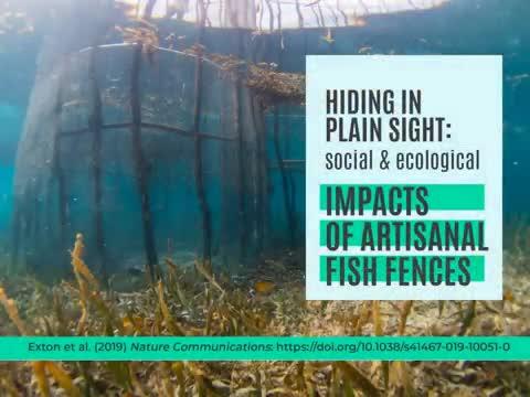 Image result for Fish fences across the tropical seas having large-scale devastating effects