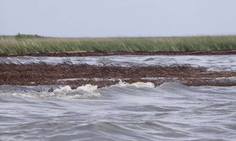 Dead roots double shoreline loss in gulf
