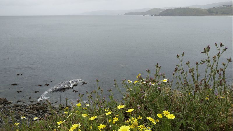 A dead whale lies near the shore in Pacifica.