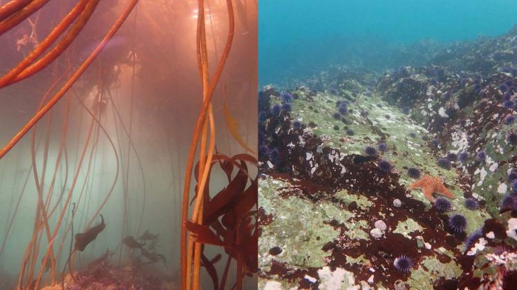 Comparison of area once covered by a bull kelp forest (left) and now only sea urchin are left. | Still from "Earth Focus"