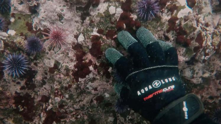 Still from "Earth Focus"