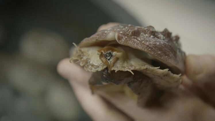 Still from "Earth Focus"