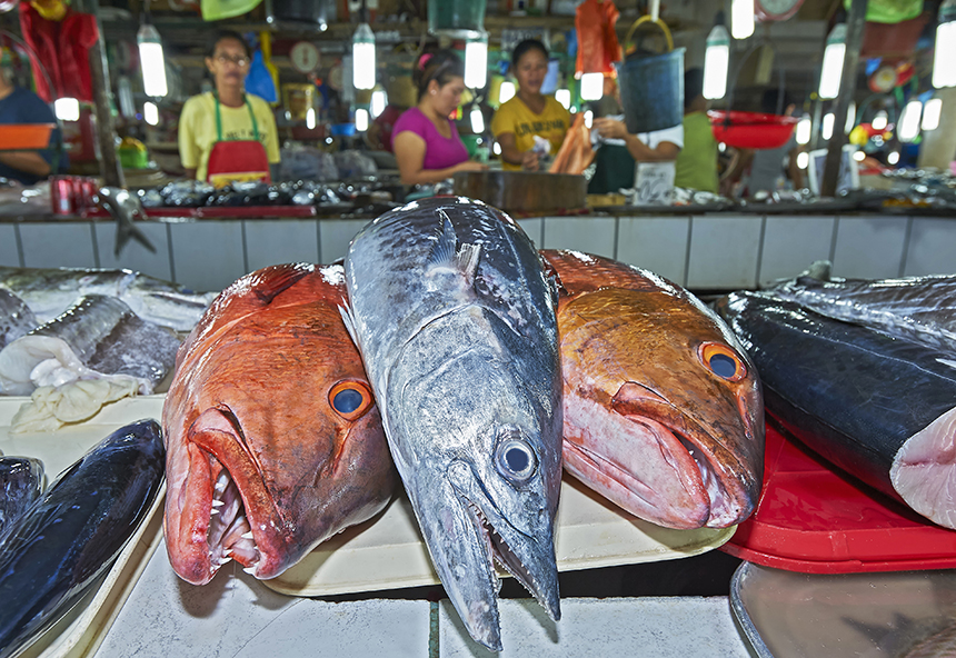 Top ocean predators are fished more quickly than they are able to reproduce. (istock)
