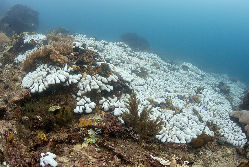 Acidifying waters brought on by manmade climate change are bleaching corals and killing the most biodiverse habitats in the ocean. (istock)