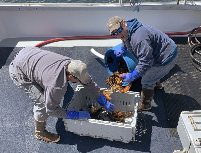 In this Wednesday, May 8 photo, lobsterman Bryan Tufts, right, and a colleague transfer their lobster into crates soon after their fishing boat landed at the town wharf in Kennebunkport, Maine. Ratcheting up tension ahead of talks in Washington, China vowed Thursday to defend its own interests and retaliate if President Donald Trump goes ahead with more tariff hikes in a dispute over trade and technology. Beijing will impose "necessary countermeasures" if the increases take effect Friday as planned, the Commerce Ministry said, including possibly tariffs on lobsters.
