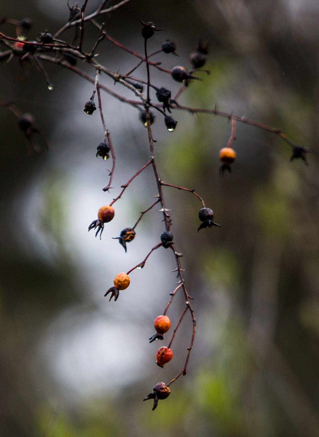 A wild Nootka rose bush grows on Otter Island along Steamboat Slough on April 11 in Everett. (Olivia Vanni / The Herald)