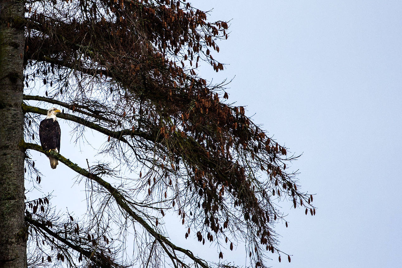 A bald eagle perched in a tree along Union Slough on April 11 in Everett. (Olivia Vanni / The Herald)