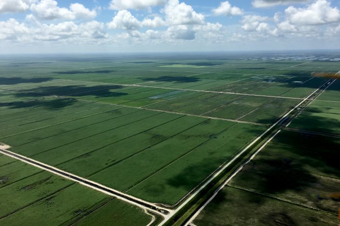 Sugarcane fields in Florida