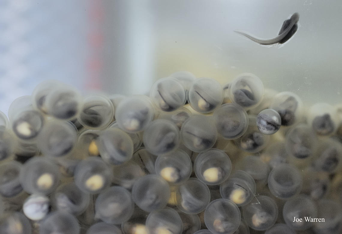 White sturgeon hatch