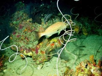 Coral reef assemblage at the FGBNMS expansion