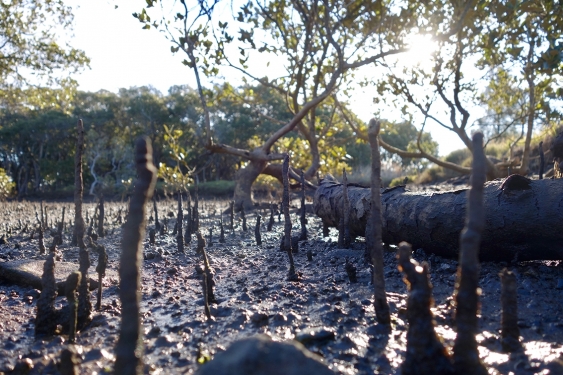 Mangrove swamp in an estuary