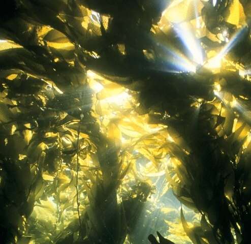 **Marine scientists discover an important, overlooked role sea urchins play in the kelp forest ecosystem