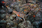Caribbean spiny lobster.