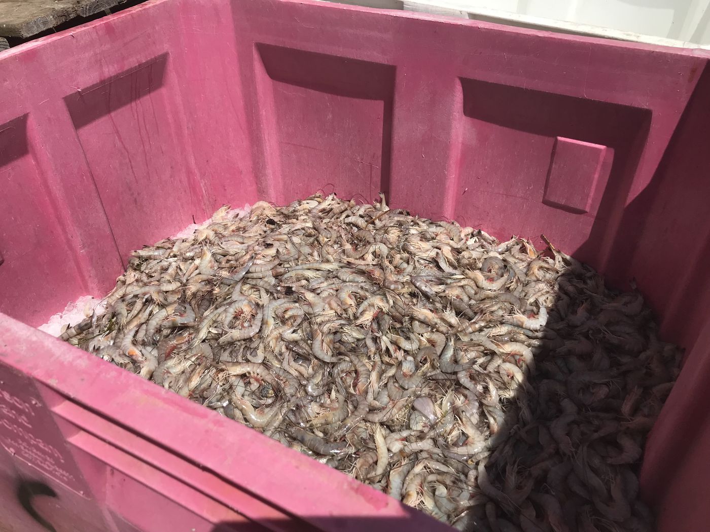 Thousands of pounds of Louisiana-caught shrimp are counted at a seafood dealer's dock. Domestic fishermen say they are held to higher standards than foreign fishermen. The FDA says it plans to work toward ensuring more equivalency. (Jamie Grey/InvestigateTV)