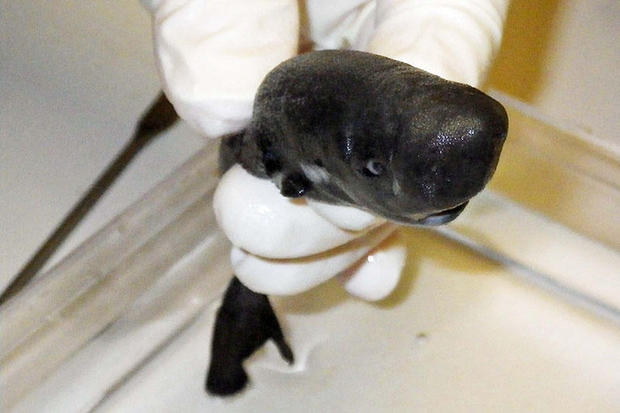 front-view-pocket-shark533.jpg