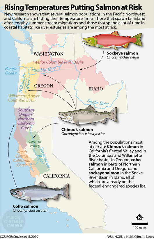 Infographic: Rising Temperatures Putting Salmon at Risk