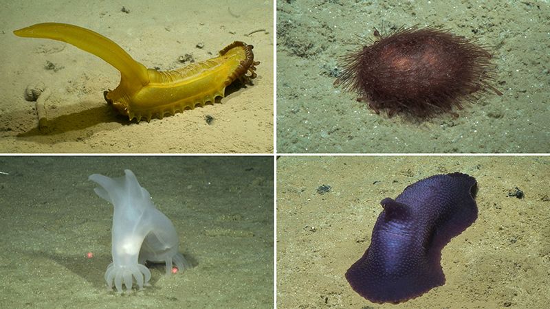 Fauna located in the Clarion-Clipperton Zone sea floor.