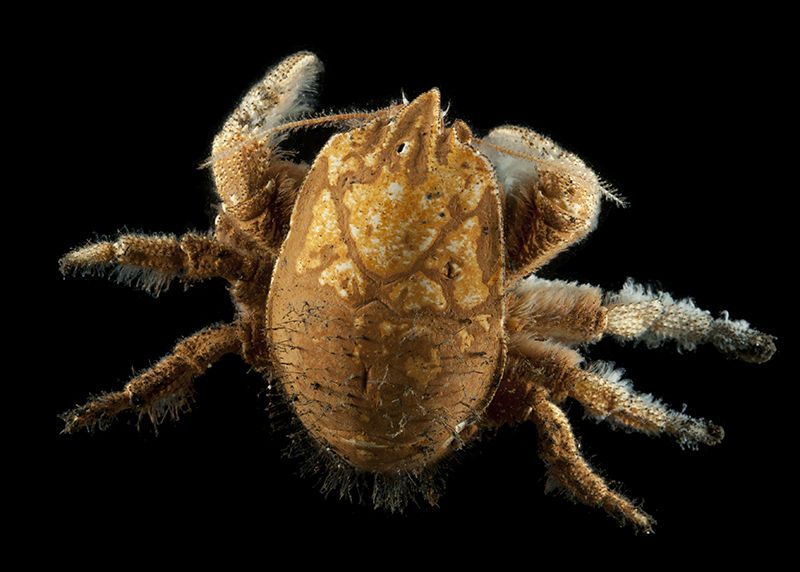 A Yeti crab (Kiwa sp) from the Dragon vent field, Indian Ocean