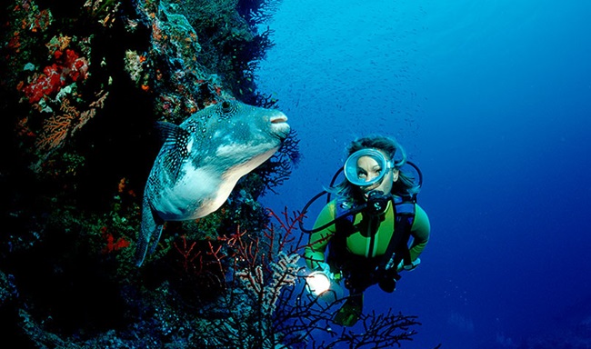 A diver exploring the Great Barrier Reef.