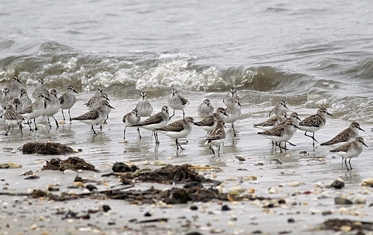 sandpipers