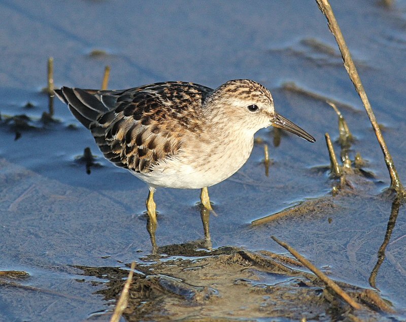sandpiper
