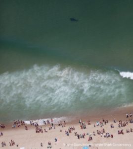 A white shark, at top, approached a crowded bathing beach at Wellfleet, Mass. Wayne Davis/ Atlantic White Shark Conservancy photo