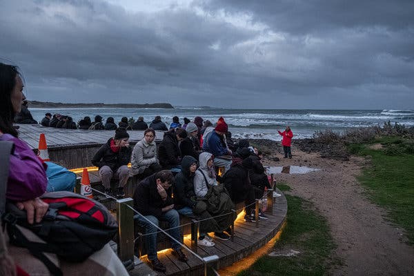 A park ranger speaking to visitors at Summerland Beach, where the penguins approach each evening.