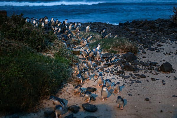 The birds, known as little penguins, are the world’s smallest penguin breed, with adults averaging 13 inches tall.