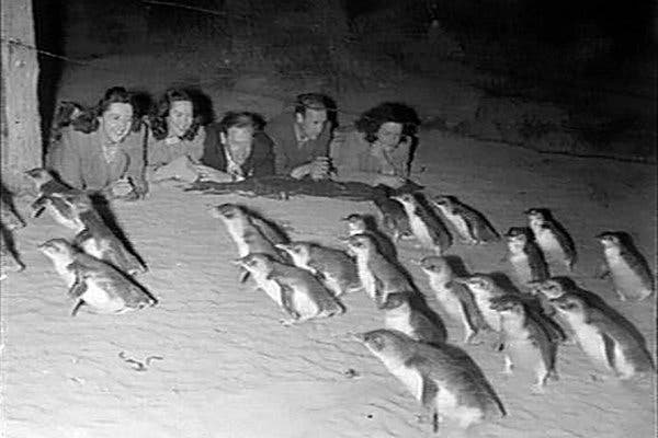 For many residents of the state of Victoria, a visit to the penguin parade was — and still is — a childhood rite of passage, the destination for school trips and family outings.