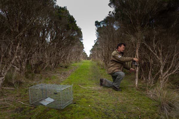 A worker at the park, Stuart Murphy, installing a device to trap animals that prey on the penguins.