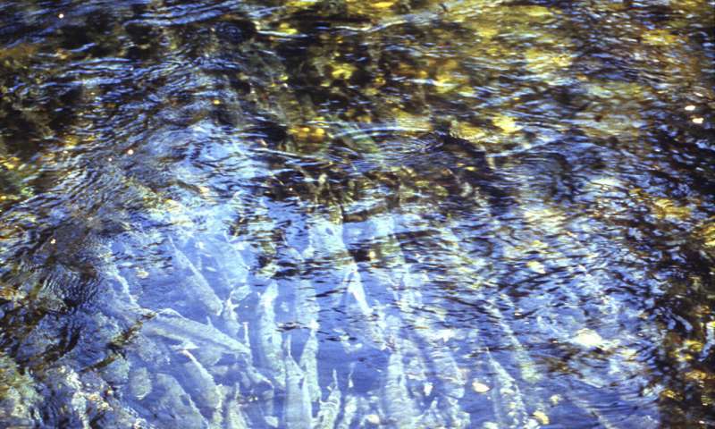 Scientists warn of too many pink salmon in North Pacific