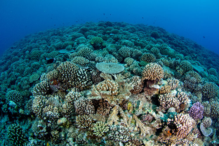 healthy reef