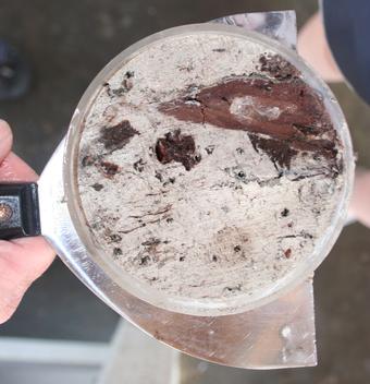 Red mangrove wood in a peat core from a Florida Bay island