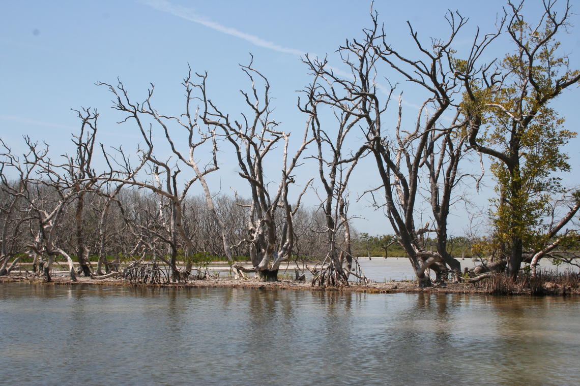 Dead and dying mangrove trees in shallow water