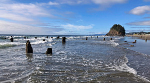 Oregon Coast Ghost Forest - Ancient Tsunami