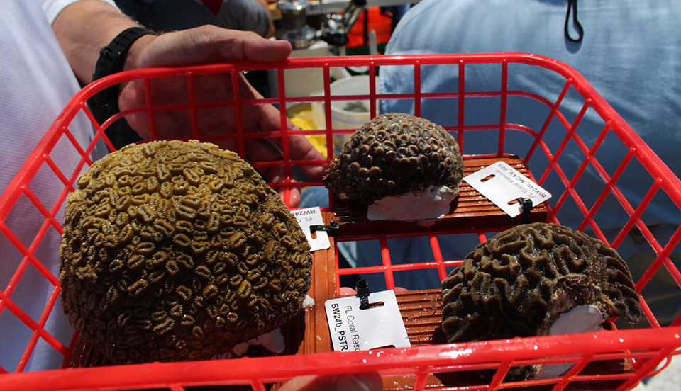 Healthy coral colonies rescued in the Florida Keys