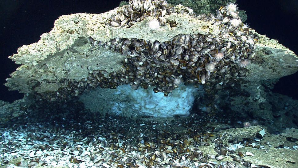 Methane hydrate, a frozen form of methane gas, at one of the many cold seeps off the U.S. Atlantic coast. Hydrate is widespre