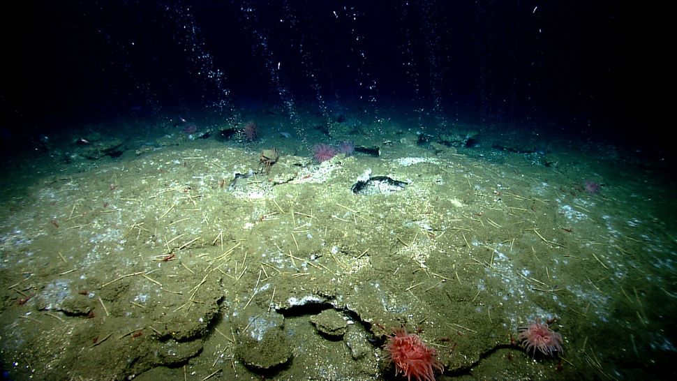 Methane bubbles out of the seafloor off the coast of Virginia, north of Washington Canyon.