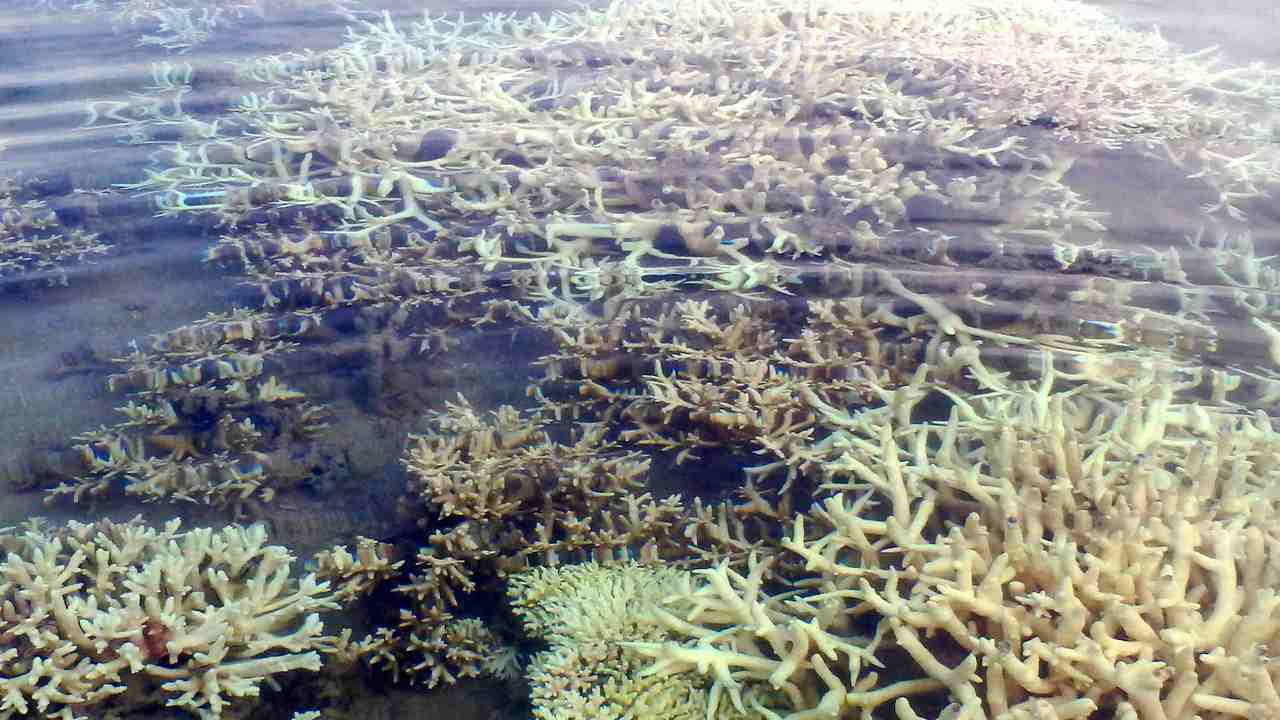 Coral bleaching is taking place in the Great Barrier Reef. Image credit: Flickr/ARC center of excellence for coral reef study