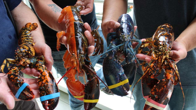 The crew of rare lobsters at the Maine Center for Coastal Fisheries.
