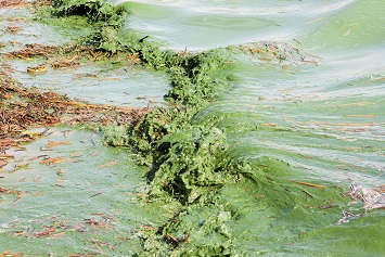 Toxic Algal Blooms