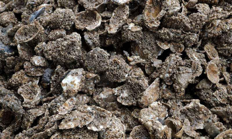 Louisiana hopes to fight coast erosion by mimicking nature