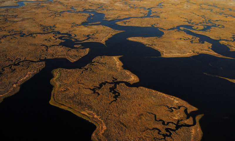 Seagrass meadows harbor wildlife for centuries, highlighting need for conservation