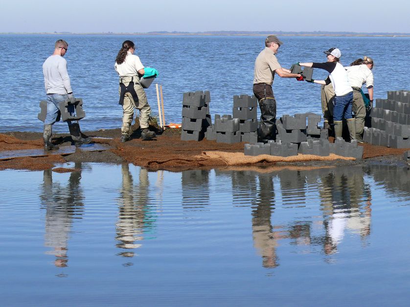 oyster castles, living shoreline, Gandy's Beach, New Jersey