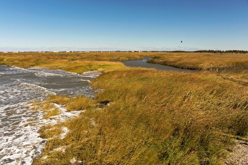 Marsh edge at Gandy's Beach, New Jersey